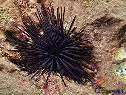 Centrostephanus coronatus (Crowned Sea Urchin)
