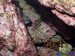 Gymnothorax mordax (California Moray) & Panulirus interruptus (California Spiny Lobster)