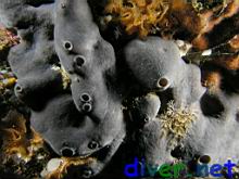A small Spheciospongia confoederata (Gray Moon Sponge) & Phidolopora labiata (Lacy Bryozoan) 