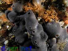 A small Spheciospongia confoederata (Gray Moon Sponge) & Phidolopora labiata (Lacy Bryozoan) 
