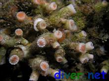 Astrangia haimei (Cortez Coral)