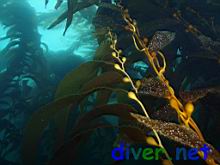 Giant kelp (Macrocystis pyrifera) from China Point, San Clemente Island, California