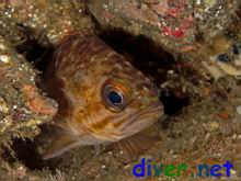 Sebastes atrovirens (Kelp Rockfish) looking out from a hole at San Clemente Island, California