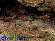 Panulirus interruptus (California Spiny Lobster), Lysmata californica (Red Rock Shrimp), & Lythrypnus dalli (Bluebanded Goby)