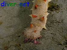 A feeding Parastichopus californicus (California Sea Cucumber)