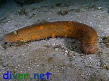 A feeding Parastichopus parvimensis (Warty Sea Cucumber)
