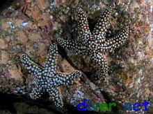 A pair of Pisaster Giganteus (Giant Spined Star)