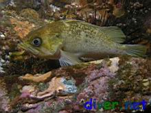 Sebastes atrovirens (Kelp rockfish)