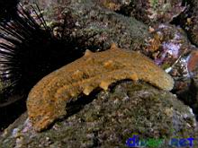 Parastichopus parvimensis (Warty Sea Cucumber)