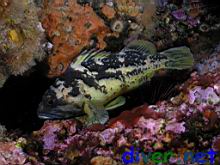 Sebastes chrysomelas (Black-and-Yellow Rockfish)