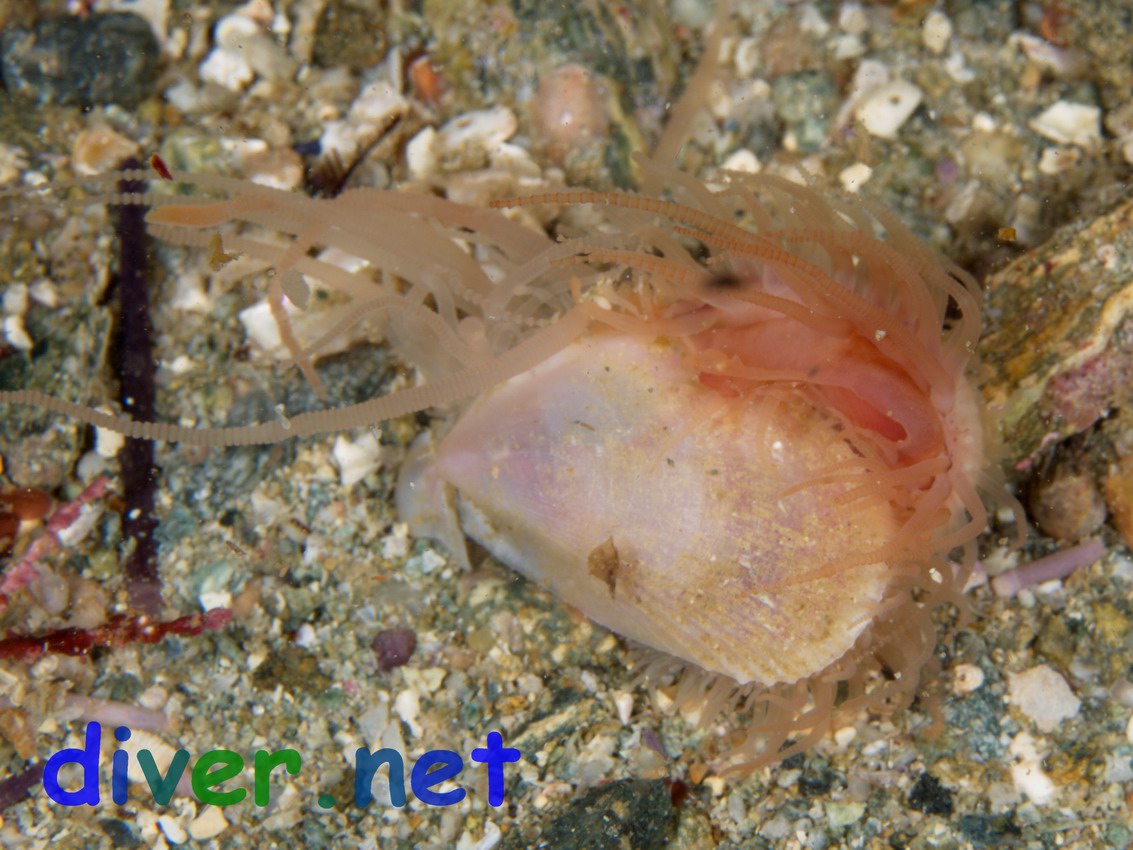 Limaria sp. (Swimming file shell) at Santa Catalina Island, California