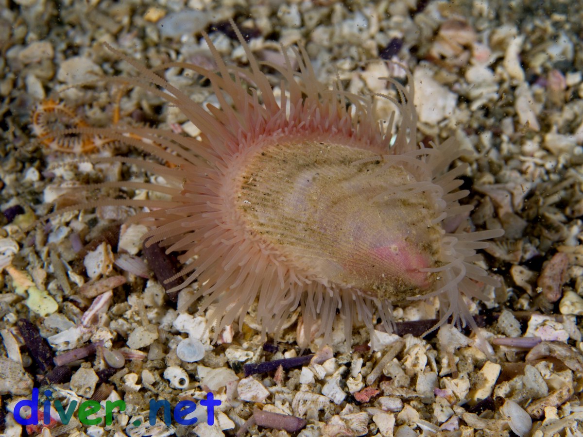 Limaria sp. (Swimming File Shell)
