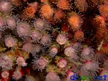 Coenocyathus bowersi (Colonial Cup Coral)