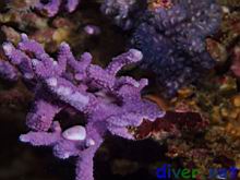 Pedicularia californica (Hydrocoral Snail) on Stylaster californicus (California Hydrocoral)