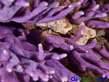 Stylaster californicus (California Hydrocoral)