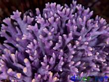 Stylaster californicus (California Hydrocoral)