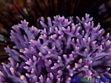 Stylaster californicus (California Hydrocoral)