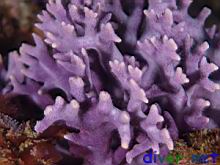 Stylaster californicus (California Hydrocoral)