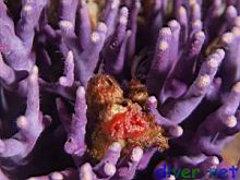 Stylaster californicus (California Hydrocoral)