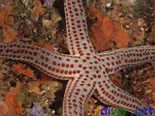 red spotted star