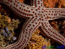 red spotted star