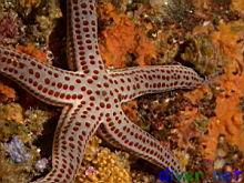 red spotted star