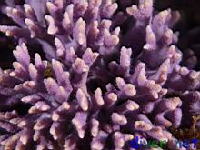 Stylaster californicus (California Hydrocoral)