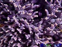 Stylaster californicus (California Hydrocoral)