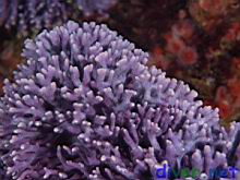 Stylaster californicus (California Hydrocoral)