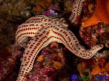 red spotted star