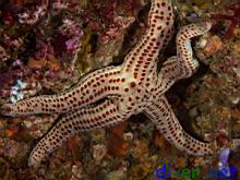 red spotted star