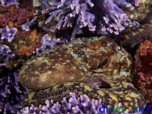 Octopus bimaculatus (Verrill's Two Spot Octopus)