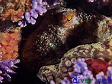 Octopus bimaculatus (Verrill's Two Spot Octopus)