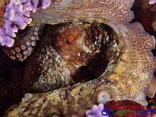 Octopus bimaculatus (Verrill's Two Spot Octopus)