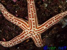 red spotted star