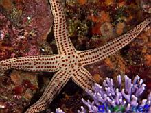 red spotted star