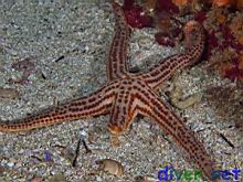 red spotted star