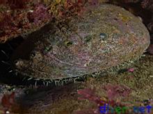 Haliotis fulgens (Green Abalone)