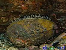 Haliotis fulgens (Green Abalone)