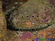 Haliotis fulgens (Green Abalone)