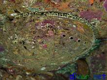 Haliotis fulgens (Green Abalone)