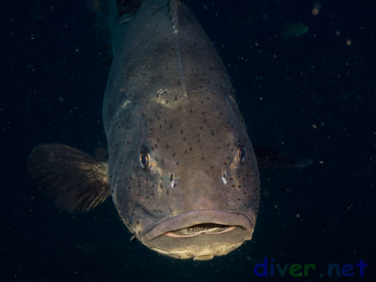Stereolepis giga (Giant Black Sea Bass)