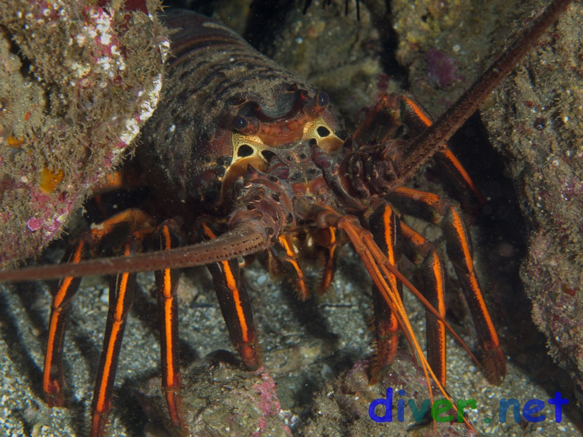 Panulirus interruptus (California spiny lobster)
