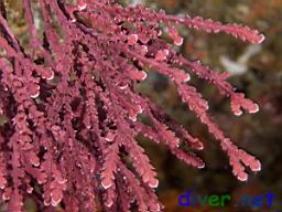 Calliarthron tuberculosum (Articulated coralline algae)