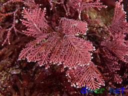 Corallina spp. (Red Algae)
