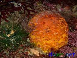 Tethya californiana (Orange Puffball Sponge)