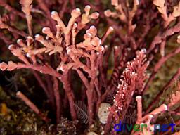 Calliarthron tuberculosum (Articulated coralline algae) & Corallina spp. (Red Algae)