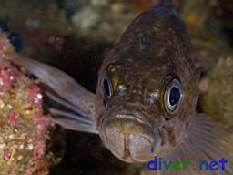 Sebastes atrovirens (Kelp Rockfish)