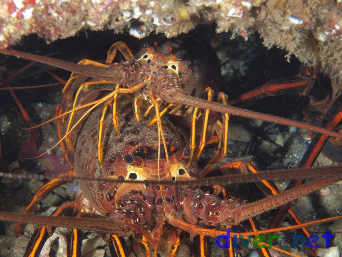 Panulirus interruptus (California spiny lobster)