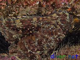 Octopus bimaculatus (Verrill's Two Spot Octopus)